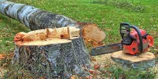 Best Hazardous Tree Removal  in Torrington, CT