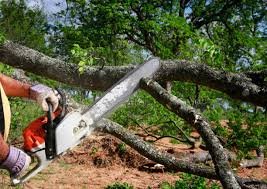 Best Tree Mulching Services  in Torrington, CT