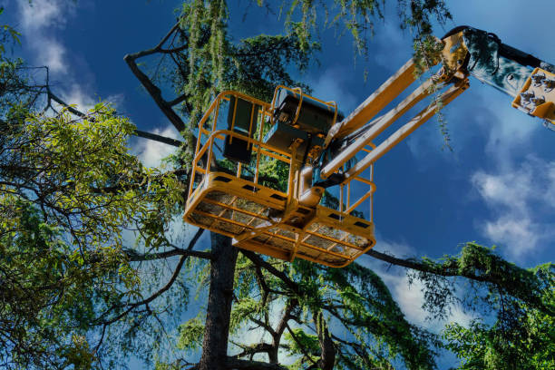 Why Choose Our Tree Removal Services in Torrington, CT?