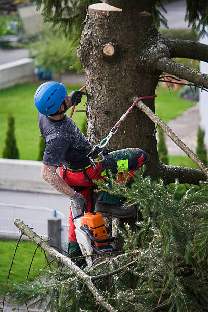 Best Commercial Tree Services  in Torrington, CT