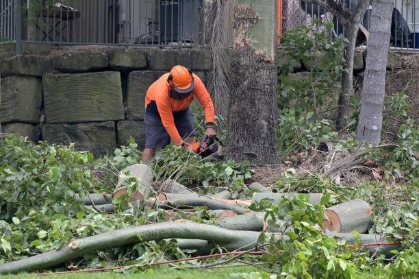 Best Emergency Tree Removal  in Torrington, CT